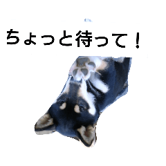 [LINEスタンプ] 黒柴々の日々