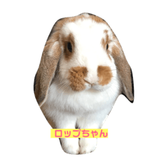 [LINEスタンプ] ロップちゃんstamp