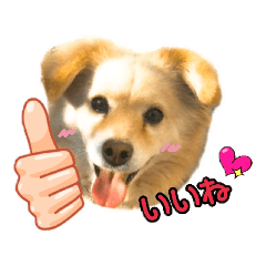 [LINEスタンプ] かわいい動物達？