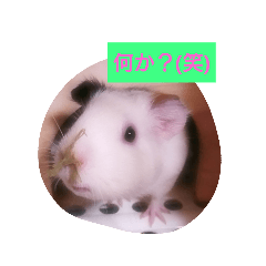 [LINEスタンプ] モルモットの宴＆宝