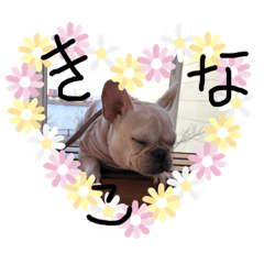 [LINEスタンプ] きなこののんびりライフ