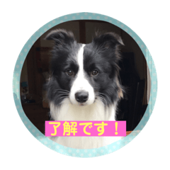 [LINEスタンプ] ボーダーコリー ルーニー ②
