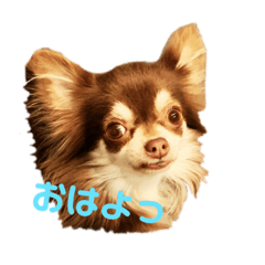 [LINEスタンプ] わんこのきもち。