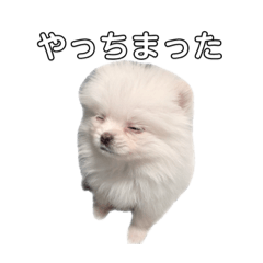 [LINEスタンプ] 愛犬もちゃ