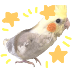 [LINEスタンプ] まいにちオカメインコ