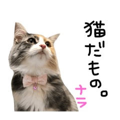 [LINEスタンプ] だって猫だもん。