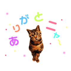 [LINEスタンプ] 猫のゆるゆる手描きスタンプ