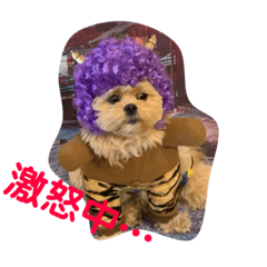 [LINEスタンプ] ましゅーミックス犬