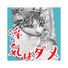 [LINEスタンプ] ネコねこダイナマイト！