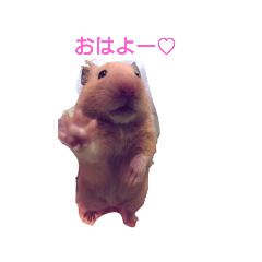 [LINEスタンプ] はむはむハムちゃんず