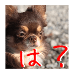 [LINEスタンプ] チビたんスタンプ♪