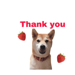 [LINEスタンプ] 柴犬はるちゃん2