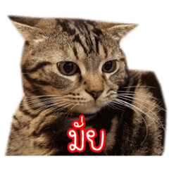 [LINEスタンプ] 猫リミックス