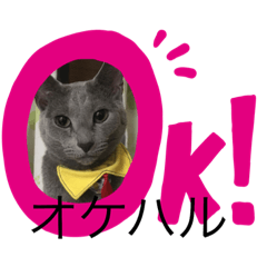 [LINEスタンプ] ハルちゃんネコスタンプ