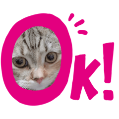 [LINEスタンプ] こもちゃんスタンプ