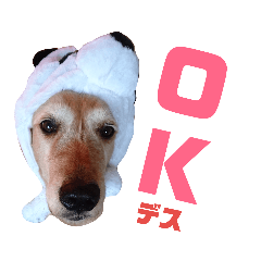[LINEスタンプ] 飯島家のふぅちゃん