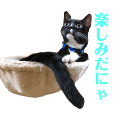 [LINEスタンプ] 保護猫おはぎbyオハナビーズ