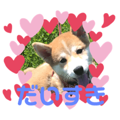 [LINEスタンプ] 大好きハレ(U˙ꈊ˙U)❤ fetchpriority=high
