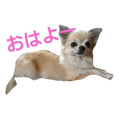 [LINEスタンプ] チワワのさらちゃん