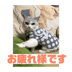 [LINEスタンプ] ぽぽちゃん挨拶
