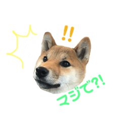 [LINEスタンプ] 柴犬おりんⅡ