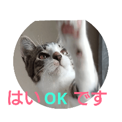 [LINEスタンプ] 子猫のいち君＆チイちゃん改
