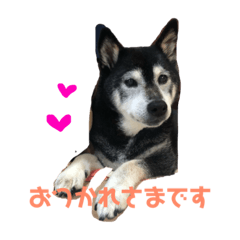 [LINEスタンプ] 黒柴しえるpart2