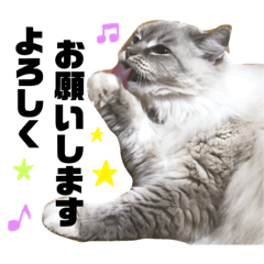 [LINEスタンプ] ふわももこの日常