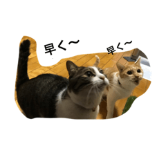 [LINEスタンプ] 兄弟猫スタンプ3