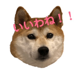 [LINEスタンプ] 柴犬りんれおの毎日 