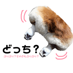 いのうえ家のわんこ、