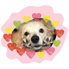 [LINEスタンプ] チワックス犬。
