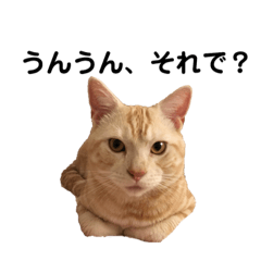 [LINEスタンプ] 猫のチルくん