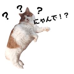[LINEスタンプ] もっふもふにゃんこ