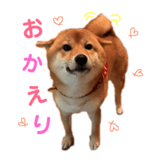 [LINEスタンプ] 柴犬(うめ)スタンプ