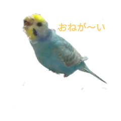 [LINEスタンプ] レインボーインコ