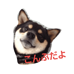 [LINEスタンプ] 黒柴こんぶ 