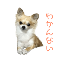 [LINEスタンプ] チワワのてんちょうスタンプ