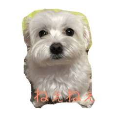 [LINEスタンプ] マルチーズのらぶこ