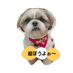 [LINEスタンプ] マサムネの日々（シーズー）