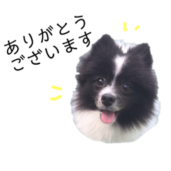 [LINEスタンプ] ポメラニアンのバンちゃん