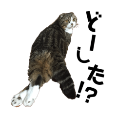 [LINEスタンプ] スコティッシュのルンちゃんスタンプです！