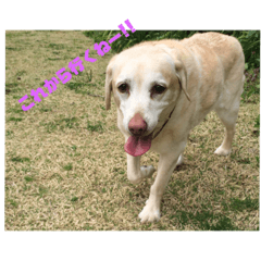 [LINEスタンプ] 愛犬ティーちゃん