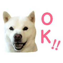 [LINEスタンプ] 北海道犬のまめ助くん