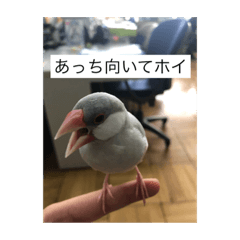 [LINEスタンプ] シルバー文鳥写真集