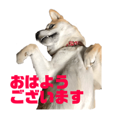 [LINEスタンプ] 柴犬 福ちゃん