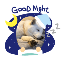 [LINEスタンプ] 北海道犬琥珀