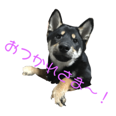 [LINEスタンプ] 柴犬 くろとモル