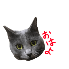 [LINEスタンプ] うちの猫のミント