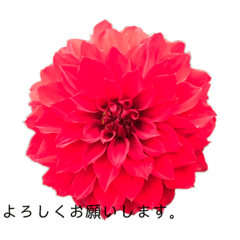 [LINEスタンプ] ダリアの花